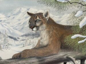 Mountain Lion by Roger Eastwood