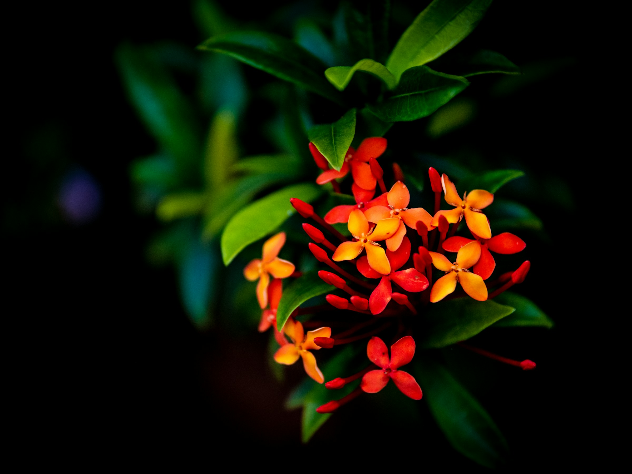 Hawaiian Environmental Products & Fine Art flowers